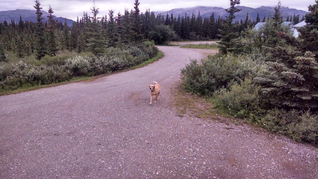 Denali'S Alaskan Spruce Cabins Healy Ngoại thất bức ảnh
